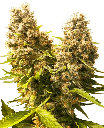 Banana Kush Cake Auto, automatic Cannabissamen