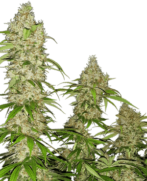 sensi-seeds-banana-kush-cake