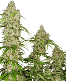 sensi-seeds-banana-kush-cake