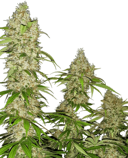 sensi-seeds-banana-kush-cake