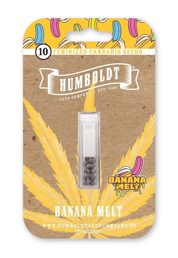 Banana Melt Cannabis Samen Packung von Humboldt Seed Company, feminisierte Cannabis Samen
