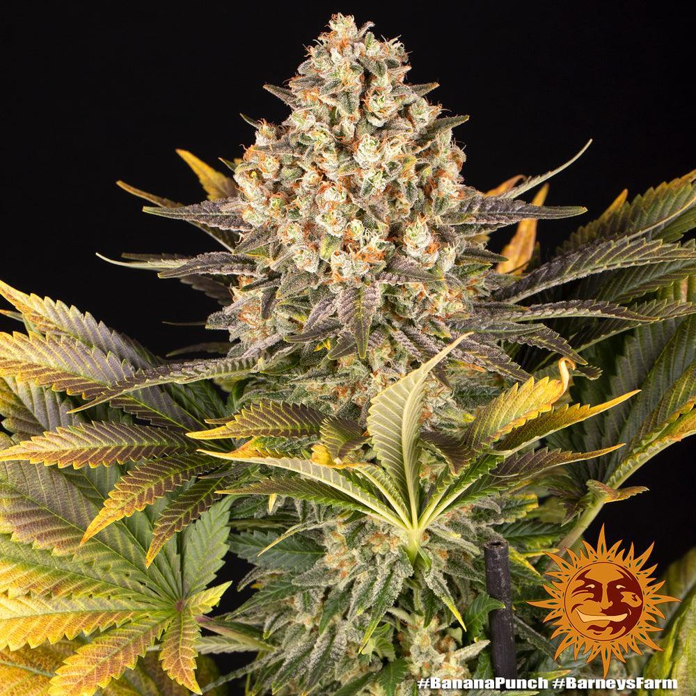 Barneys Farm Banana Punch feminisierte Samen