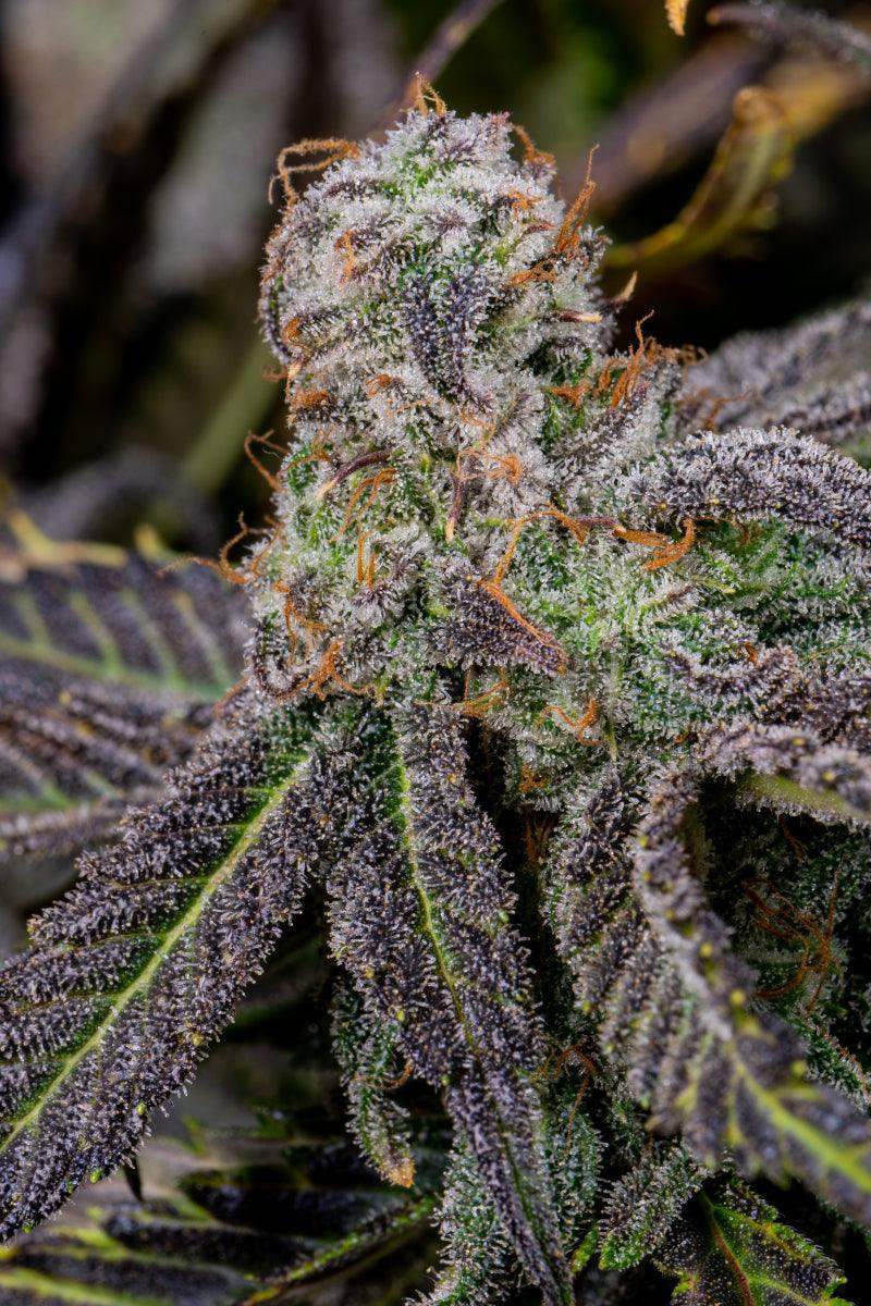 Banana Purple Punch Auto, Fast Buds