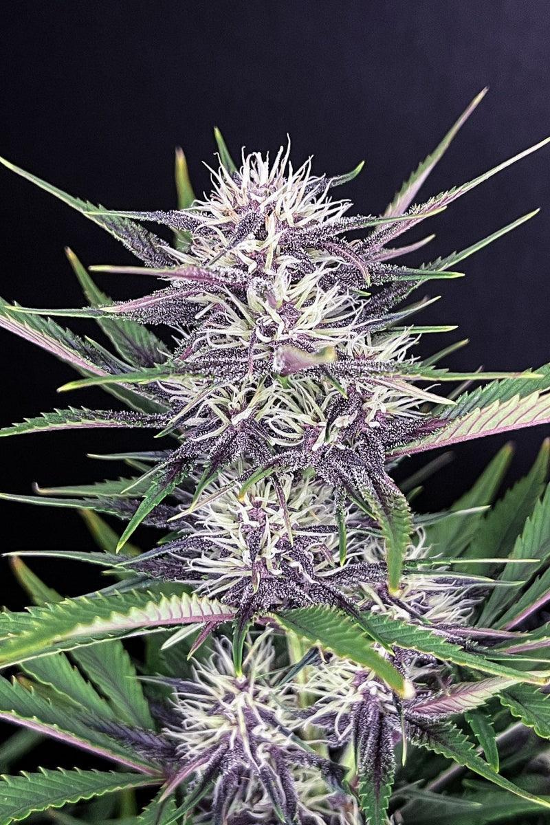 Banana Purple Punch Auto Cannabis Samen