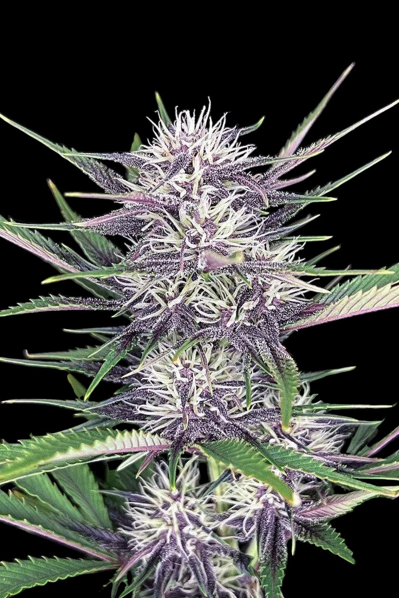 Banana Purple Punch Auto Cannabis Samen