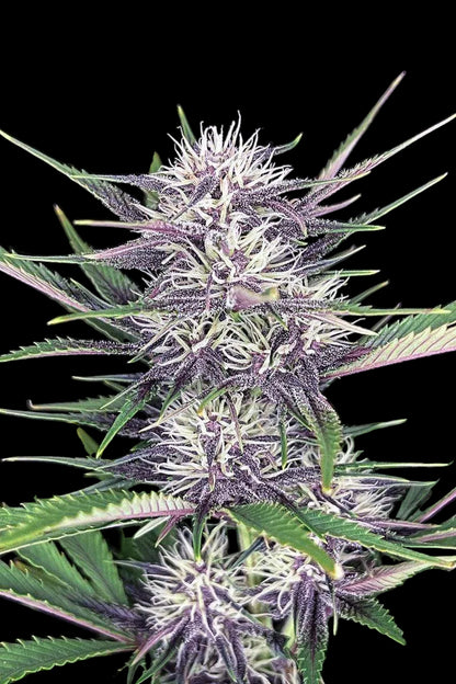 Banana Purple Punch Auto Cannabis Samen