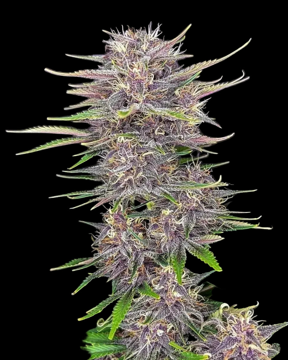 lange harzige Blüte einer gesunden Banana Purple Punch Pflanze