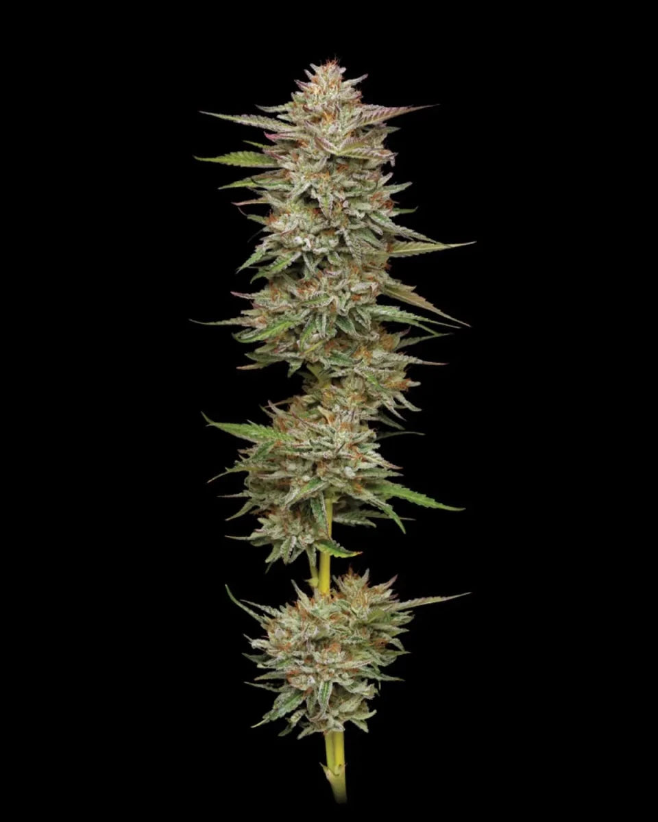 Banana OG Humboldt Seed Company