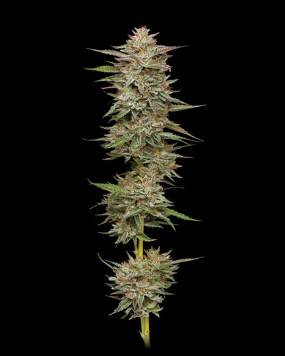 Banana OG Humboldt Seed Company