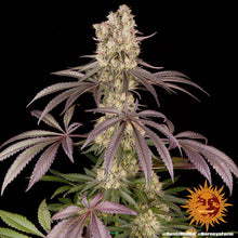 runtz-muffin-cannabis-samen