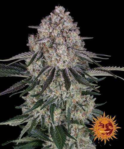 Sour Diesel Auto Barneys Farm
