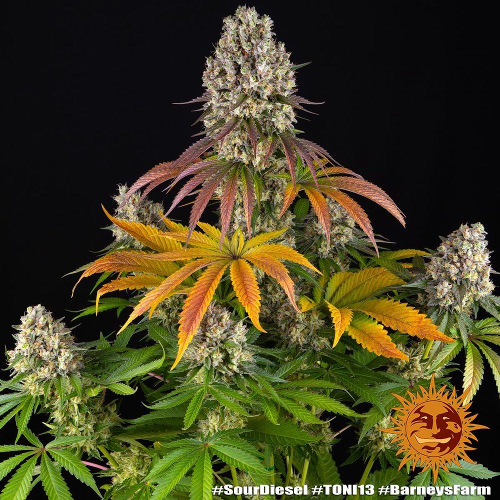 sour-diesel