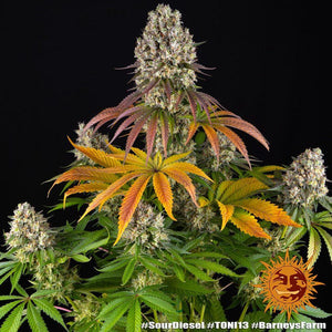 sour-diesel