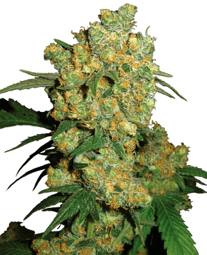 big-bud-sensi-seeds-2