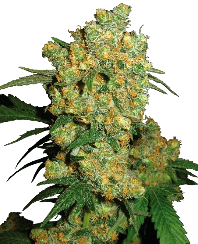 Big Bud Cannabispflanze, Sensi Seeds
