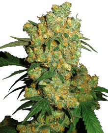 Big Bud Cannabispflanze, Sensi Seeds
