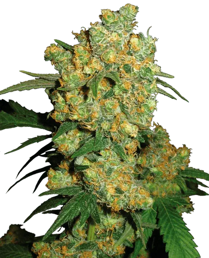 Big Bud Cannabispflanze, Sensi Seeds