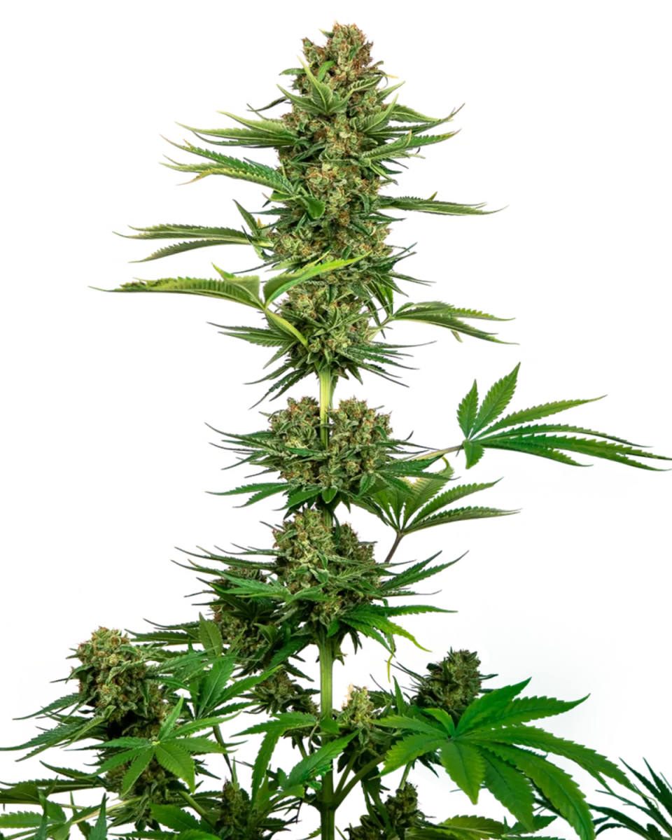 Black Domina von Sensi Seeds.