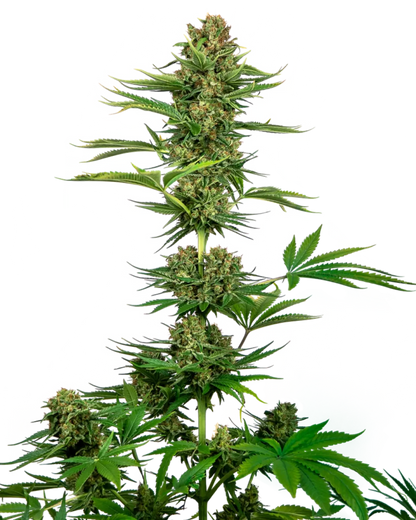 Black Domina von Sensi Seeds.