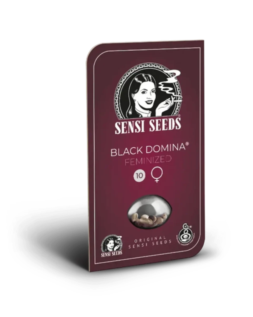Packung Black Domina Samen von Sensi Seeds