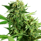 blackberry-cake-sensi-seeds