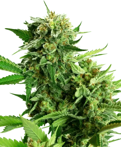 Blackberry Cake, feminisierte Cannabis Samen von Sensi Seeds