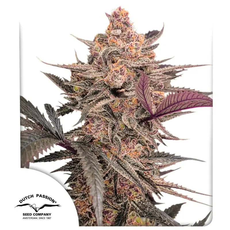 Blue Applez Dutch Passion