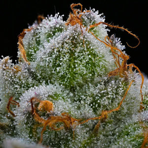 blue-dream-cannabis-samen