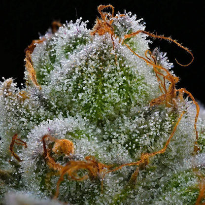 Nachaufnahme einer Blue Dream Blüte