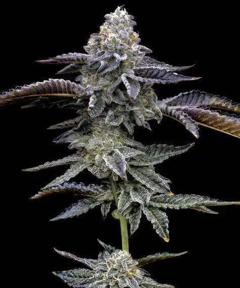 Wunderschöne Blue Dream Blüte in voller Reife