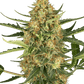 sensi-seeds-blueberry-bubblegum-automatic