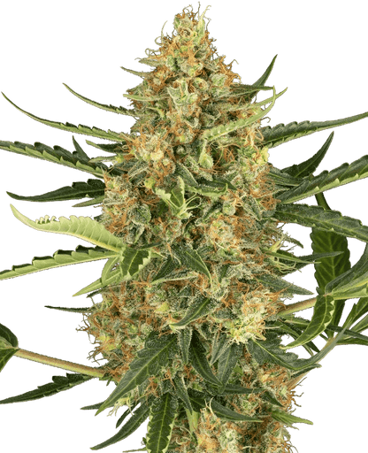 sensi-seeds-blueberry-bubblegum-automatic