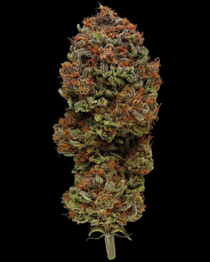 Blueberry Muffin - Humboldt Seed Company