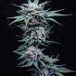 blueberry-pancakes-humboldt-seed-company