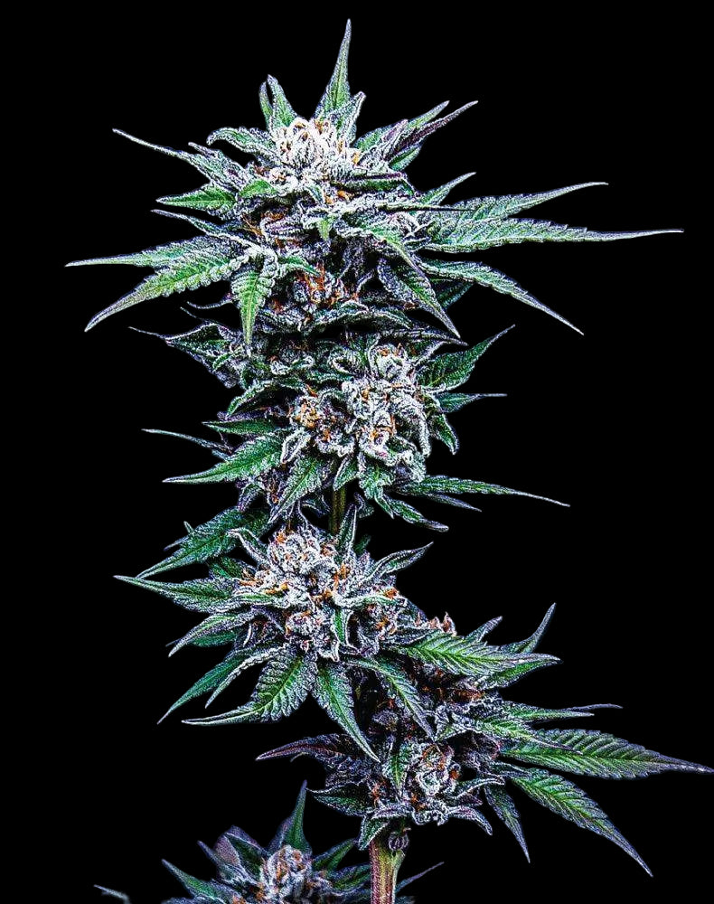 Humboldt Seed Company, Blueberry Pancakes feminisierte Samen