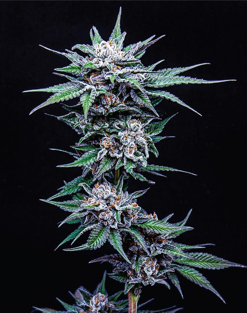 blueberry-pancakes-humboldt-seed-company