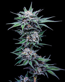 Humboldt Seed Company, Blueberry Pancakes feminisierte Samen