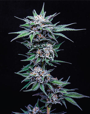 blueberry-pancakes-humboldt-seed-company