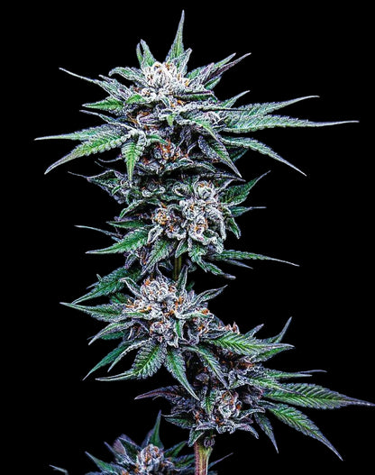 Humboldt Seed Company, Blueberry Pancakes feminisierte Samen