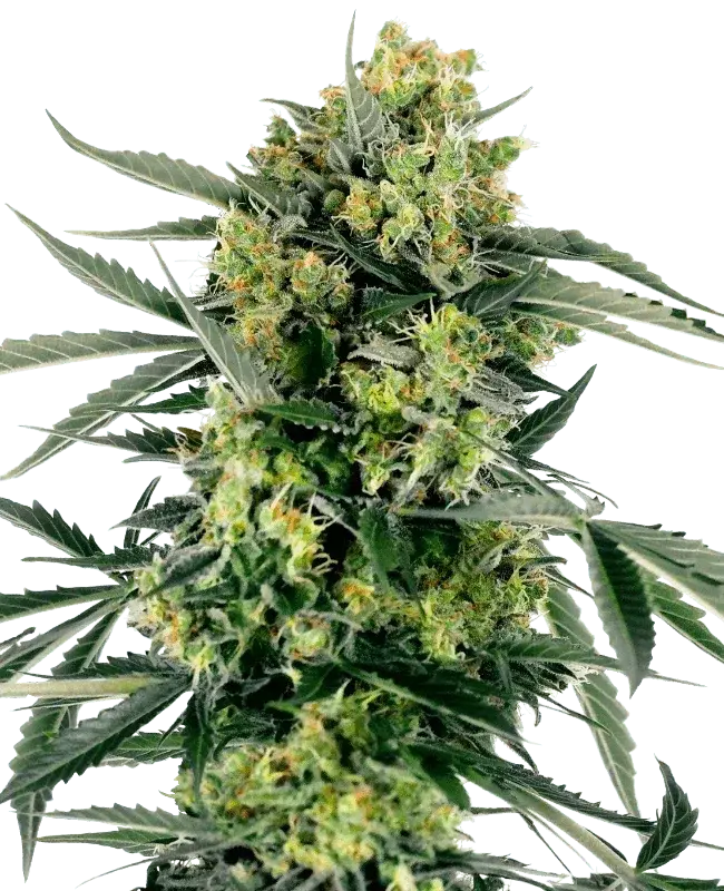 BLueberry Zkittlez autoflowering Cannabis Samen