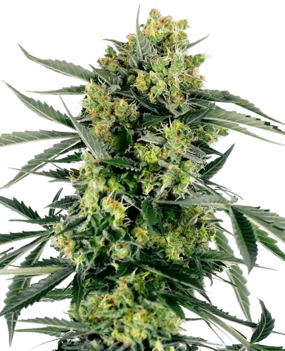 BLueberry Zkittlez autoflowering Cannabis Samen
