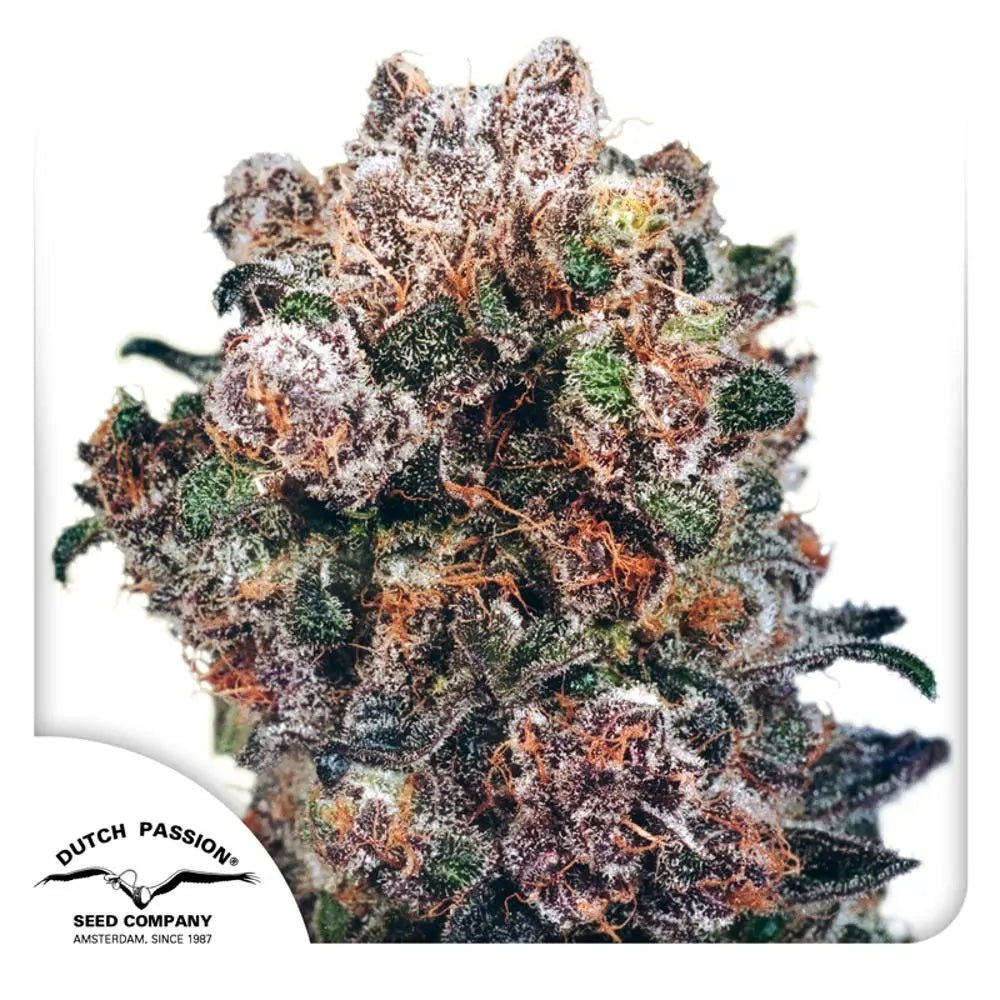 Blueberry von Dutch Passion