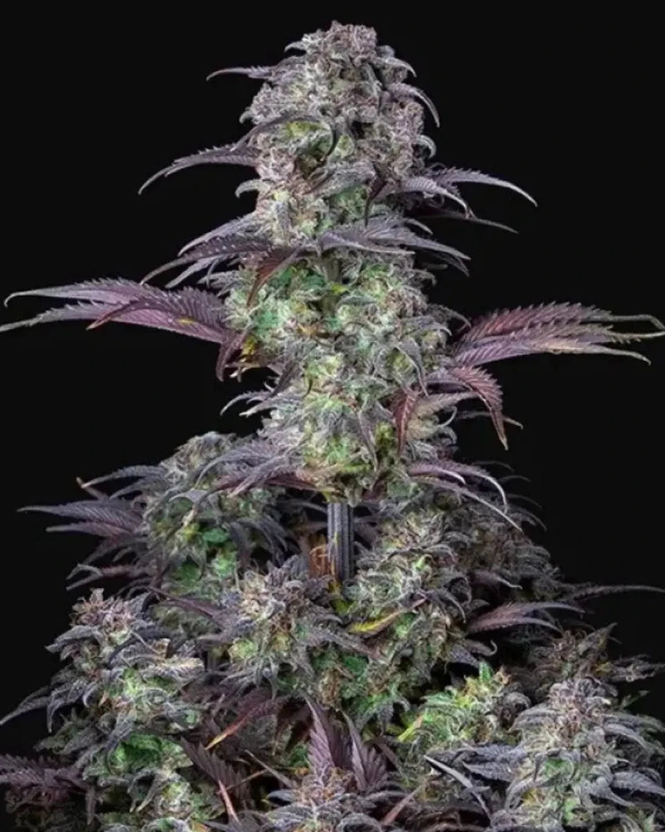 Blueberry Auto von Fast Buds – autoflowering, indicadominante Cannabissamen mit Blaubeer-Aroma.