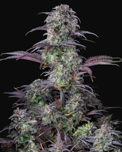 Blueberry Auto von Fast Buds – autoflowering, indicadominante Cannabissamen mit Blaubeer-Aroma.