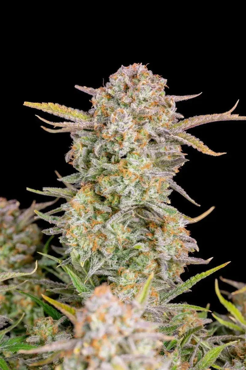 Bruce Banner Auto Cannabis Samen von Fast Buds online kaufen
