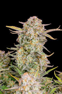 Bruce Banner Auto Cannabis Samen von Fast Buds online kaufen