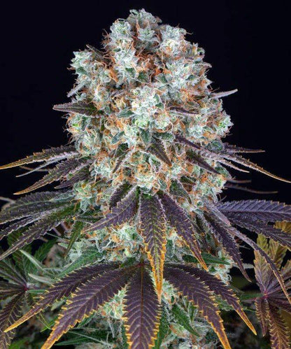 Bruce Banner Blüte von Barney's Farm