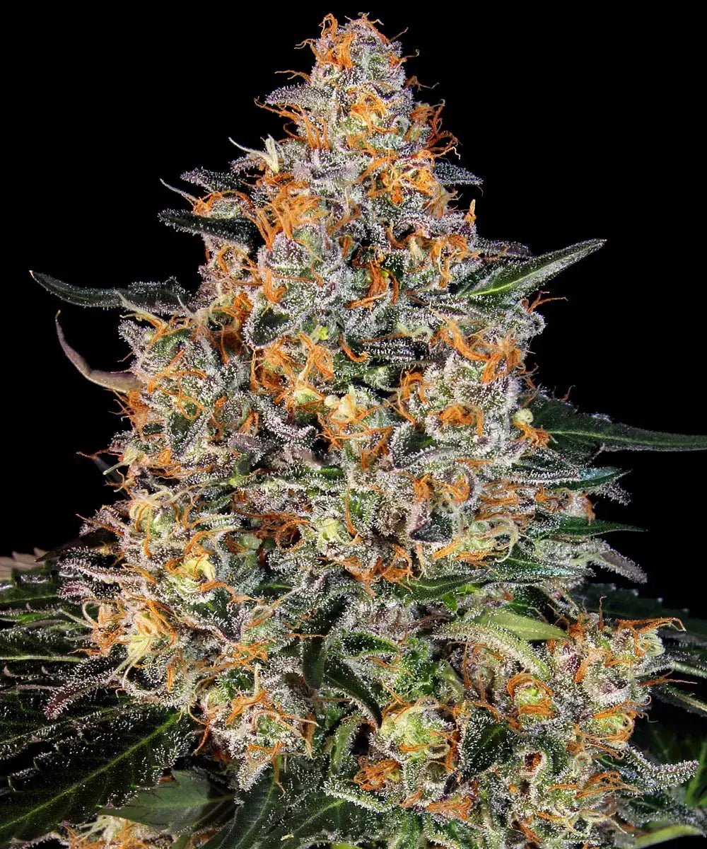 Bubba Kush von Barney's Farm – indicabetonte Sorte mit erdig-würzigem Kush-Aroma