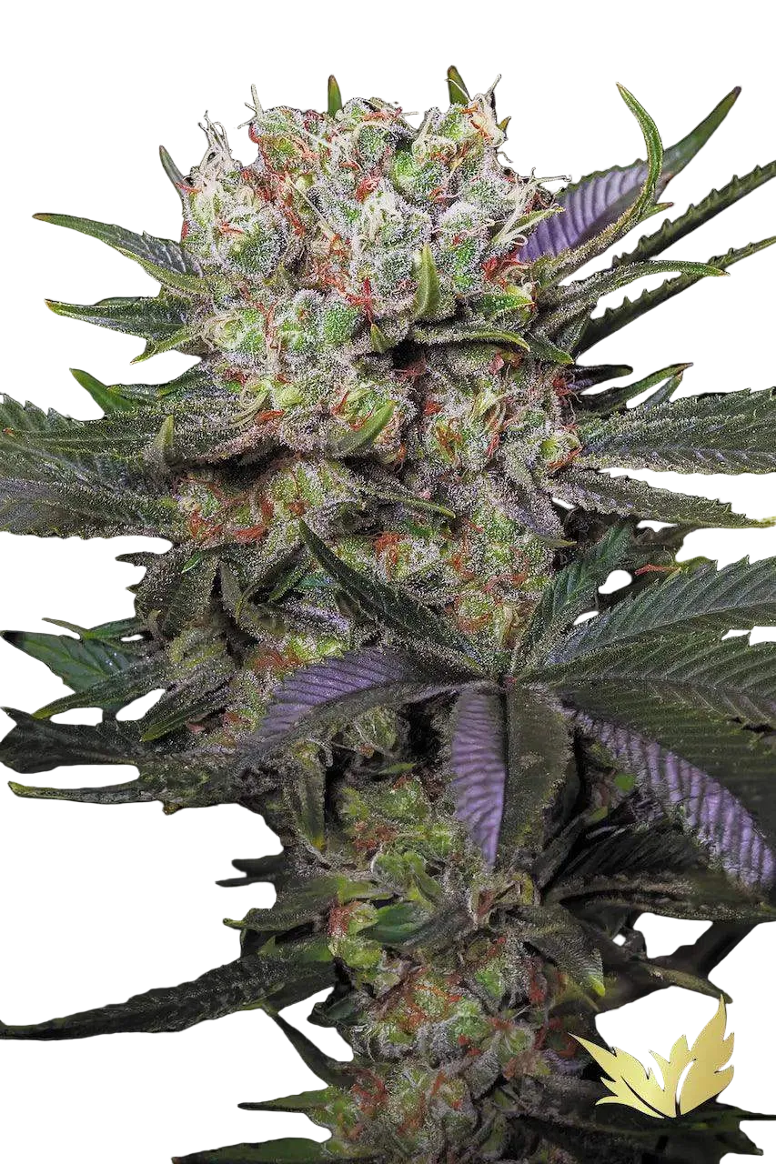 Californian Gold von Paradise Seeds