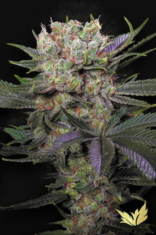 Californian Gold von Paradise Seeds